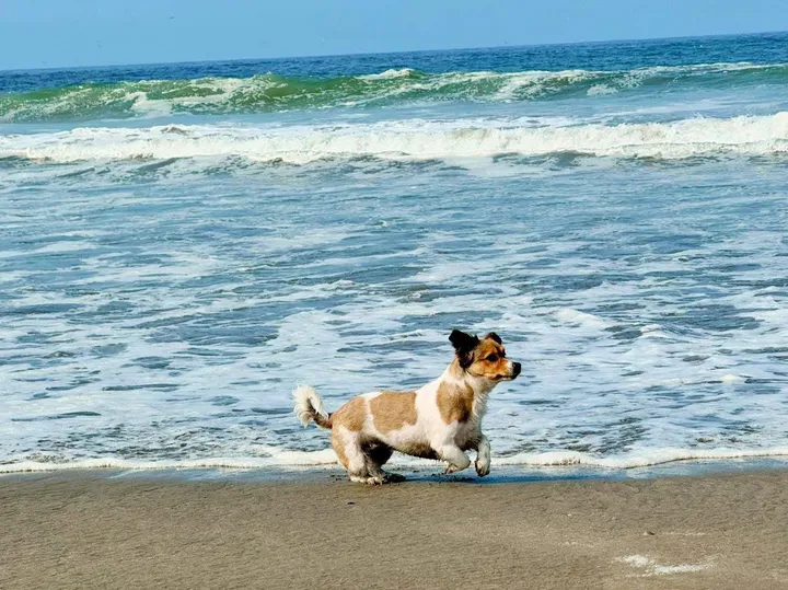 Mota walking along the shore